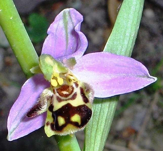 il meglio fiore 2008